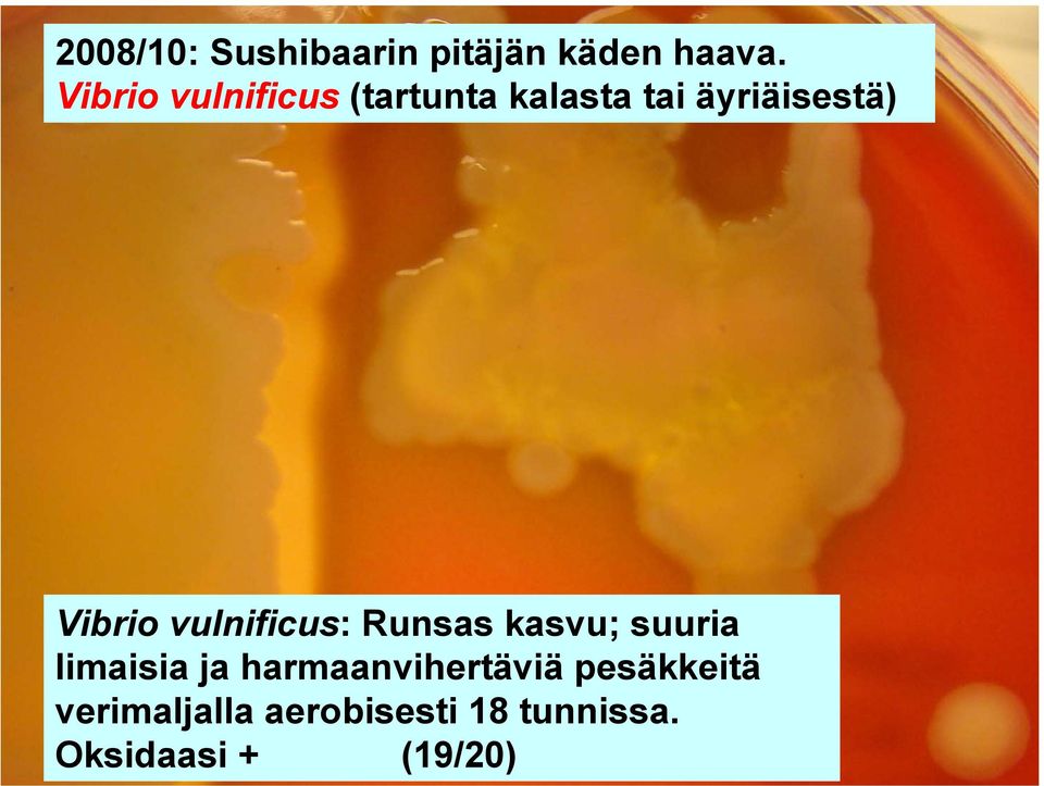 Vibrio vulnificus: Runsas kasvu; suuria limaisia ja