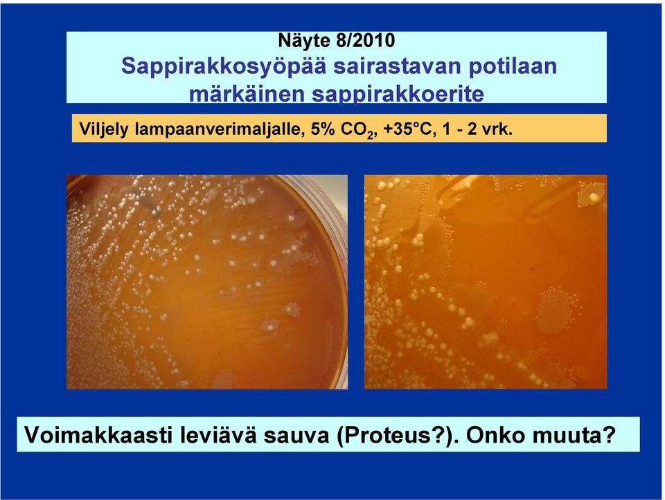 lampaanverimaljalle, 5% CO 2, +35 C, 1-2 vrk.