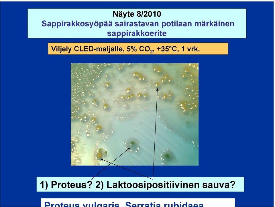 Viljely CLED-maljalle, 5% CO 2, +35 C, 1