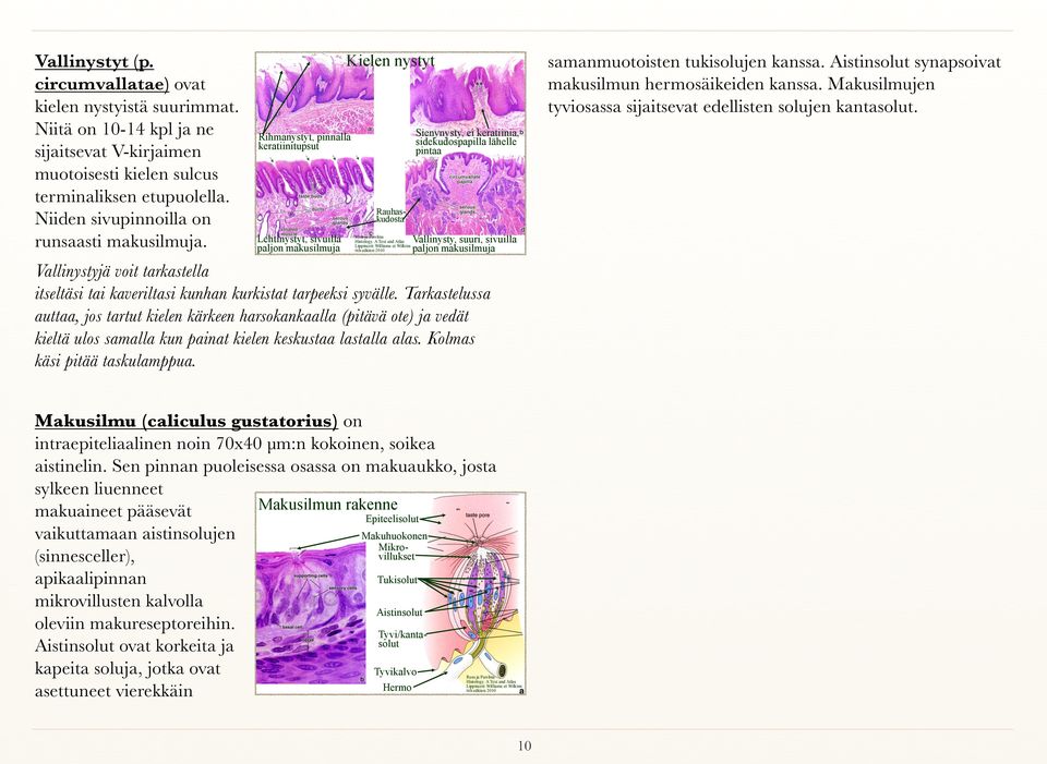 Rihmanystyt, pinnalla keratiinitupsut Lehtinystyt, sivuilla paljon makusilmuja Kielen nystyt Makuhuokonen Mikrovillukset Rauhaskudosta Sienynysty, ei keratiinia, sidekudospapilla lähelle pintaa