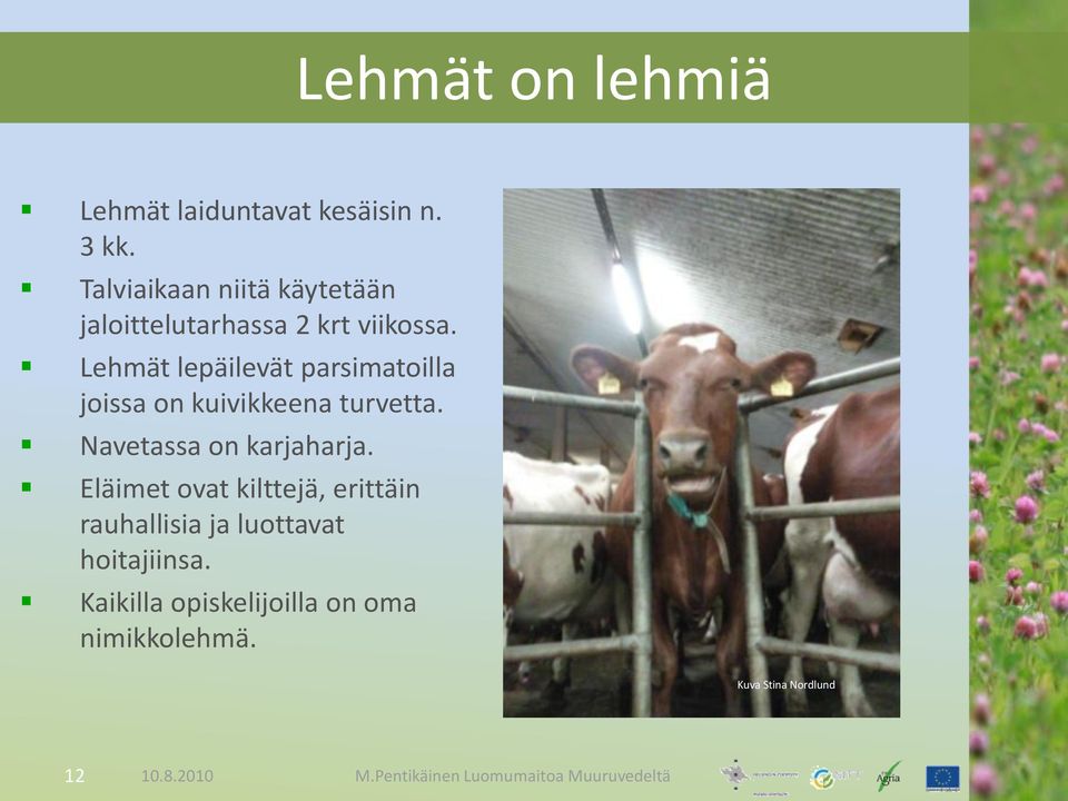 Lehmät lepäilevät parsimatoilla joissa on kuivikkeena turvetta.