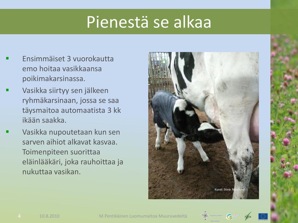 saakka. Vasikka nupoutetaan kun sen sarven aihiot alkavat kasvaa.
