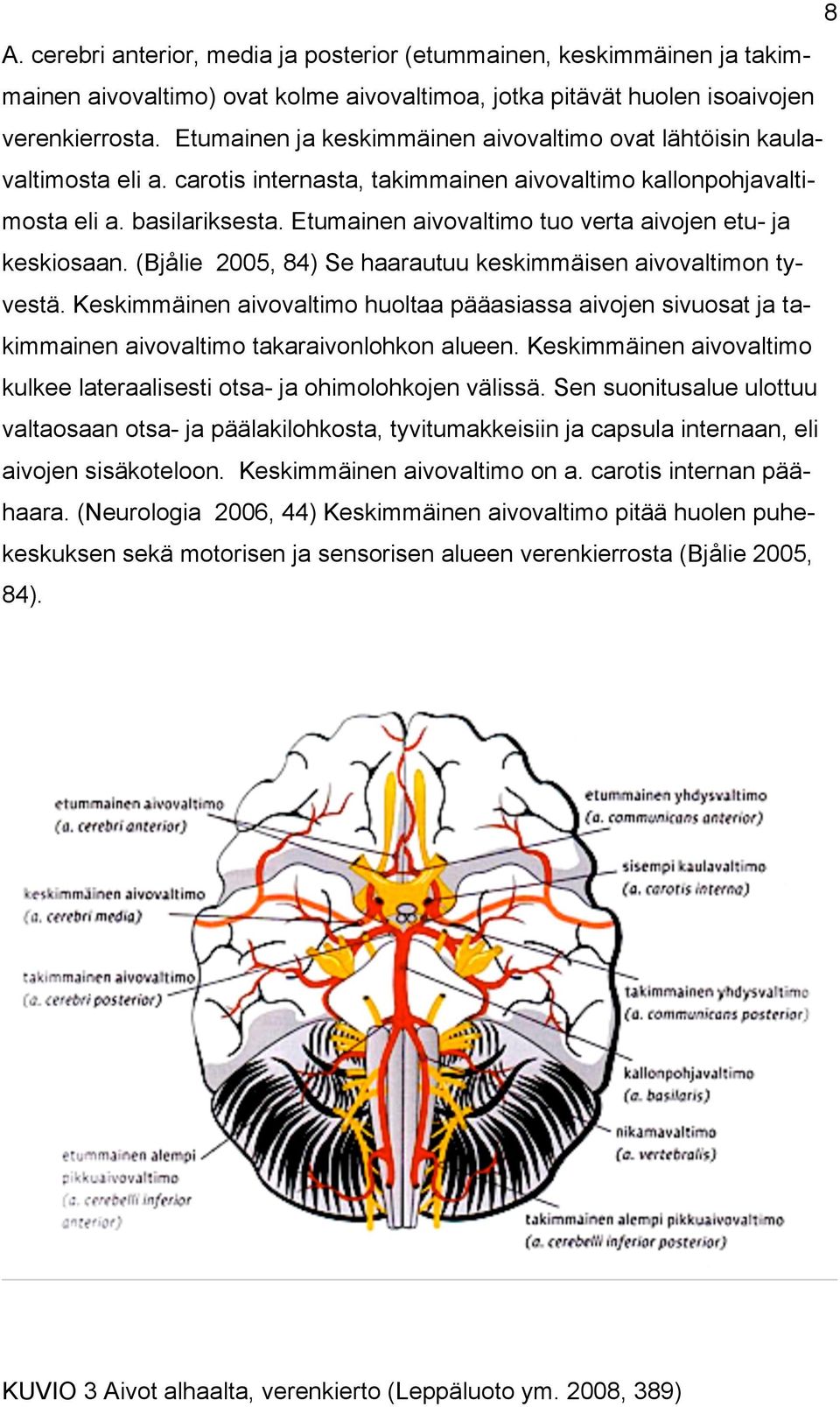 Etumainen aivovaltimo tuo verta aivojen etu- ja keskiosaan. (Bjålie 2005, 84) Se haarautuu keskimmäisen aivovaltimon tyvestä.