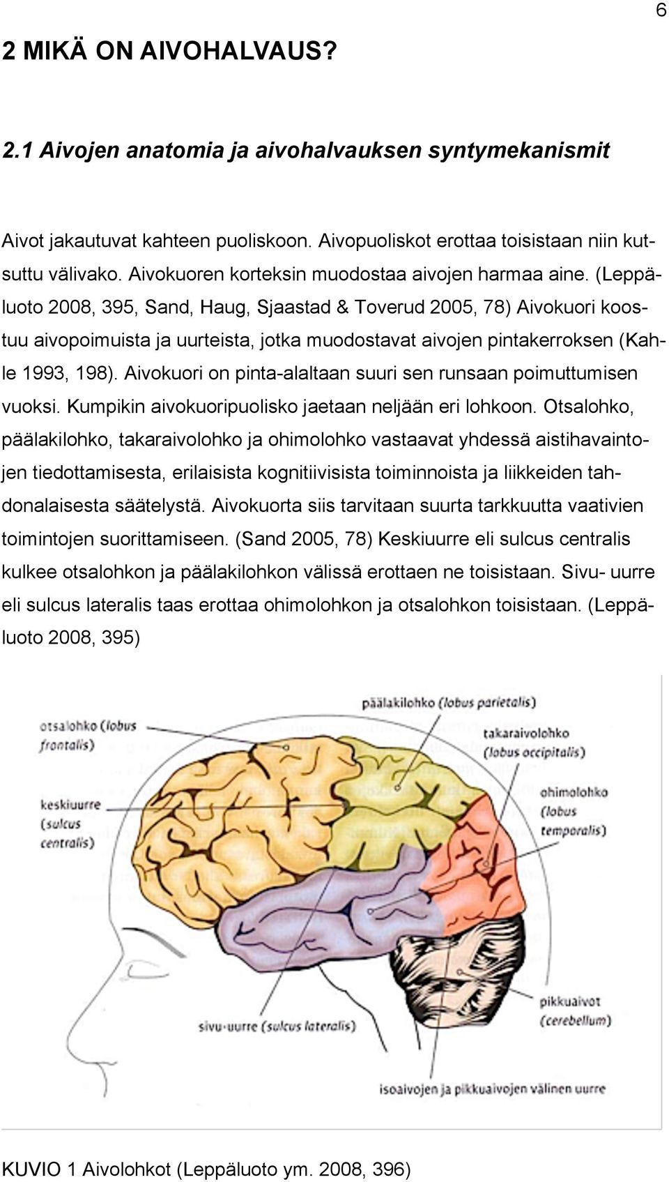 (Leppäluoto 2008, 395, Sand, Haug, Sjaastad & Toverud 2005, 78) Aivokuori koostuu aivopoimuista ja uurteista, jotka muodostavat aivojen pintakerroksen (Kahle 1993, 198).