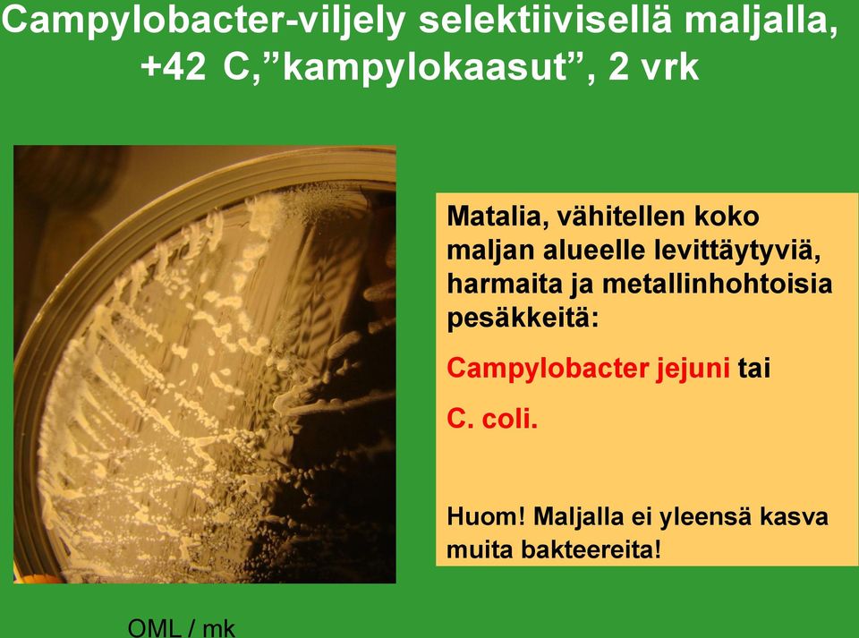 levittäytyviä, harmaita ja metallinhohtoisia pesäkkeitä: