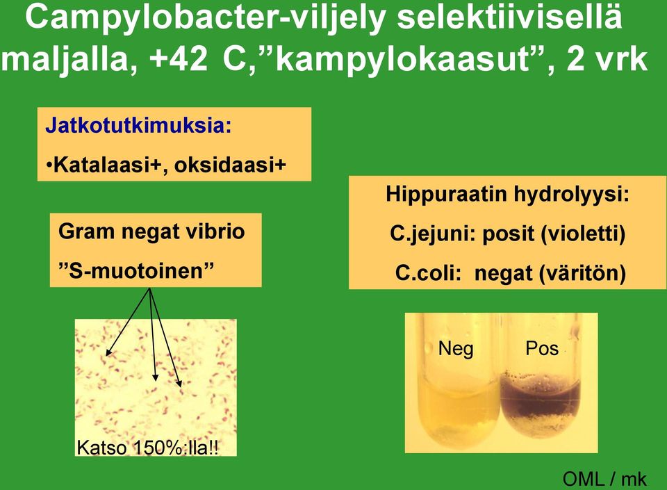 Gram negat vibrio S-muotoinen Hippuraatin hydrolyysi: C.
