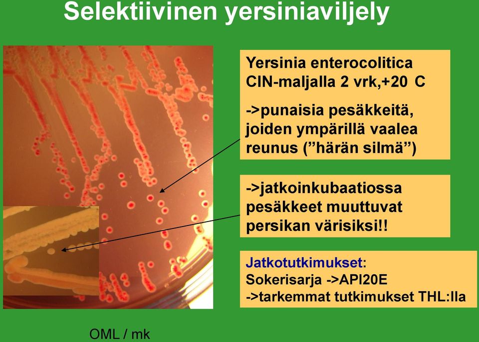 härän silmä ) ->jatkoinkubaatiossa pesäkkeet muuttuvat persikan