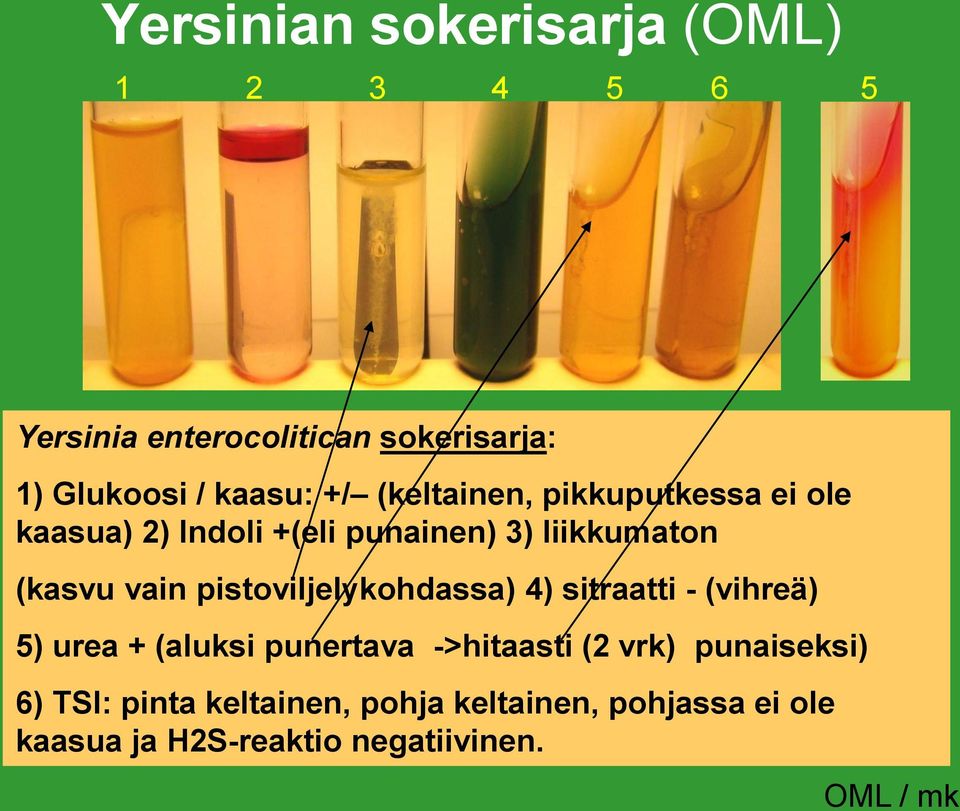 vain pistoviljelykohdassa) 4) sitraatti - (vihreä) 5) urea + (aluksi punertava ->hitaasti (2 vrk)