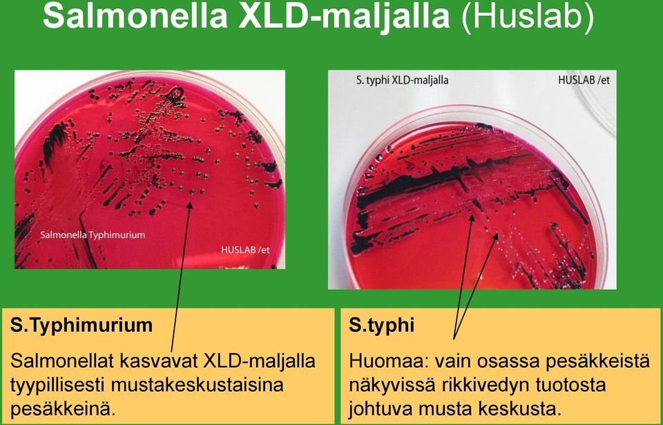 tyypillisesti mustakeskustaisina pesäkkeinä. S.