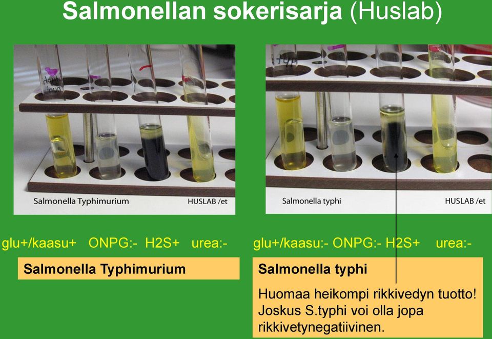 Typhimurium Salmonella typhi Huomaa heikompi rikkivedyn