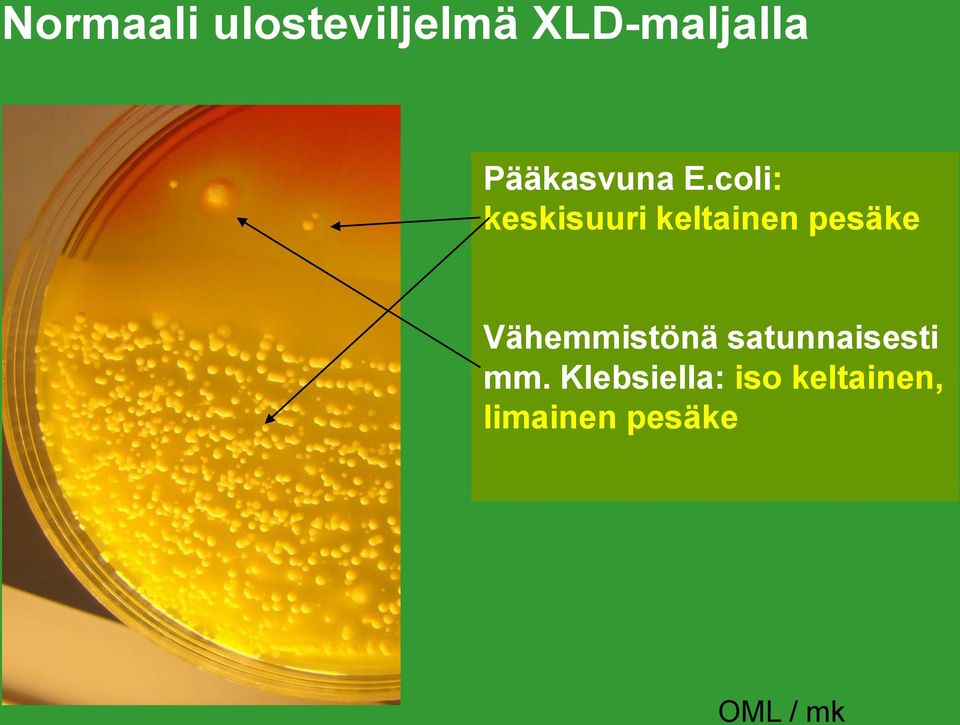 coli: keskisuuri keltainen pesäke