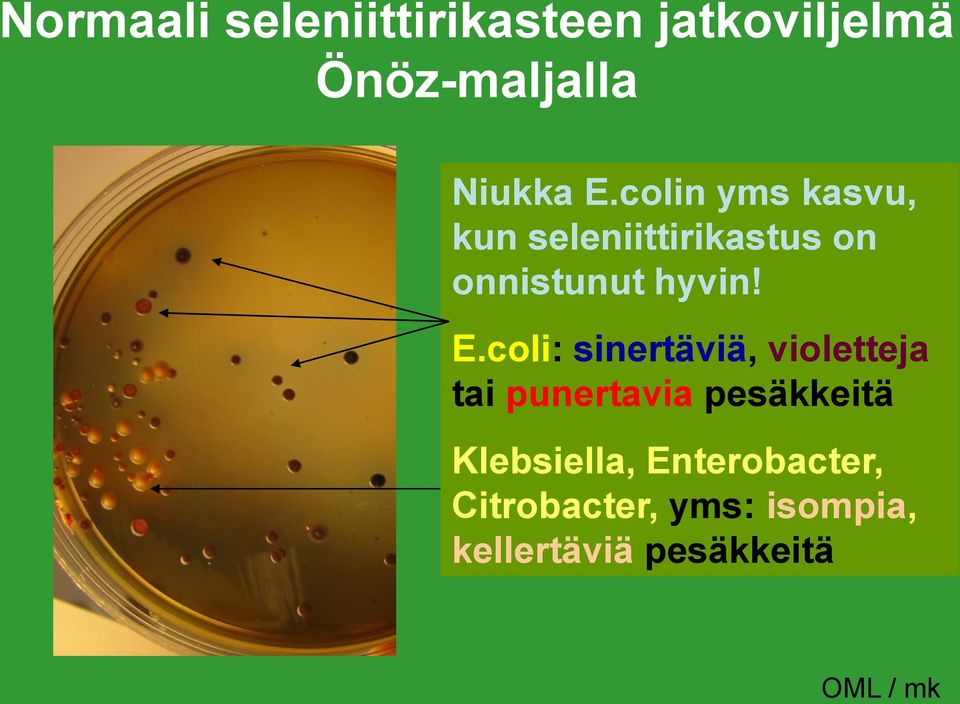 coli: sinertäviä, violetteja tai punertavia pesäkkeitä