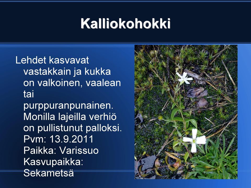 Monilla lajeilla verhiö on pullistunut