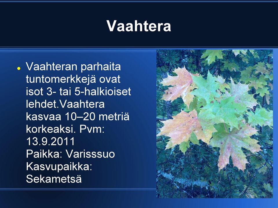 vaahtera kasvaa 10 20 metriä korkeaksi.