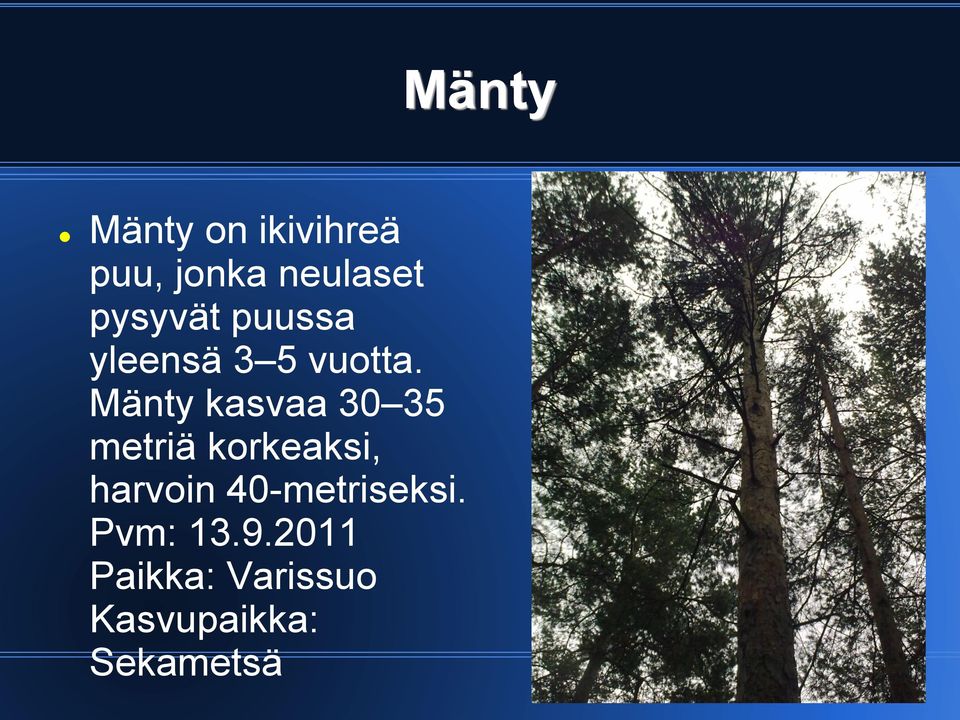 Mänty kasvaa 30 35 metriä korkeaksi,