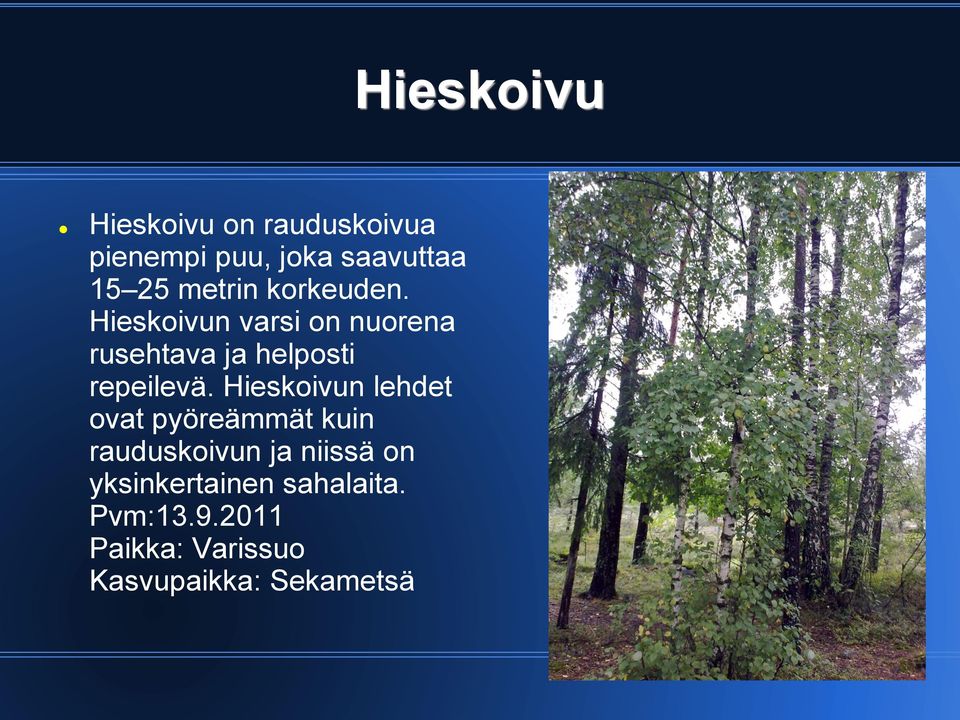 Hieskoivun varsi on nuorena rusehtava ja helposti repeilevä.