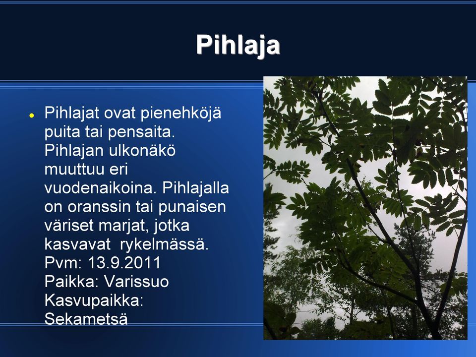 Pihlajalla on oranssin tai punaisen väriset