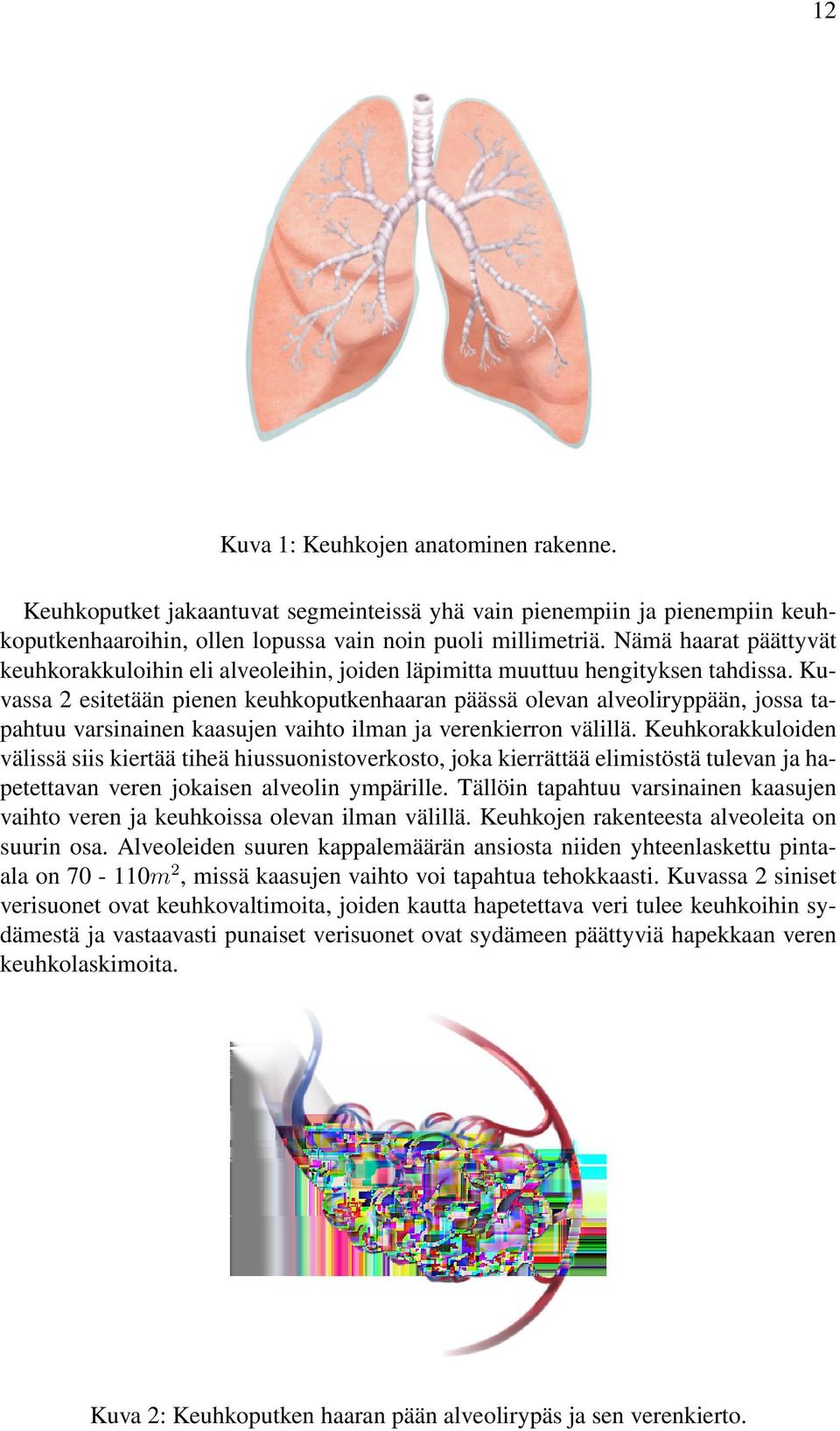 Kuvassa 2 esitetään pienen keuhkoputkenhaaran päässä olevan alveoliryppään, jossa tapahtuu varsinainen kaasujen vaihto ilman ja verenkierron välillä.