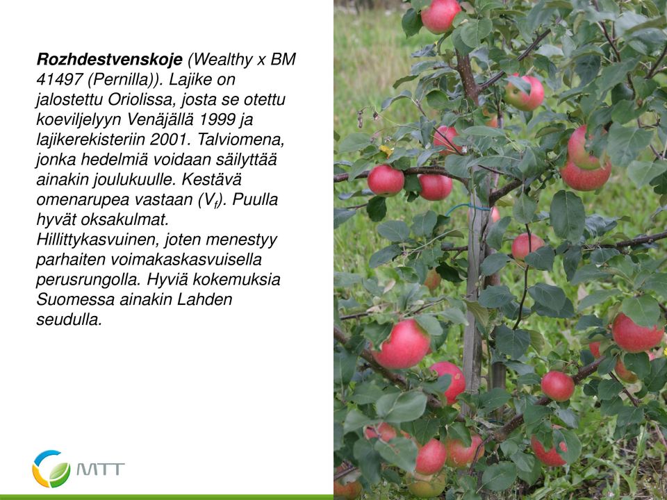 Talviomena, jonka hedelmiä voidaan säilyttää ainakin joulukuulle. Kestävä omenarupea vastaan (V f ).