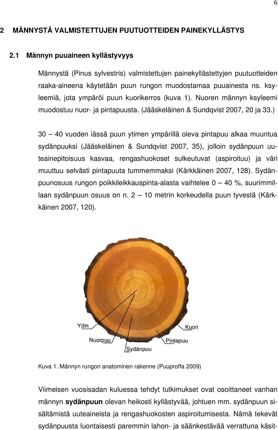 ksyleemiä, jota ympäröi puun kuorikerros (kuva 1). Nuoren männyn ksyleemi muodostuu nuor- ja pintapuusta. (Jääskeläinen & Sundqvist 2007, 20 ja 33.