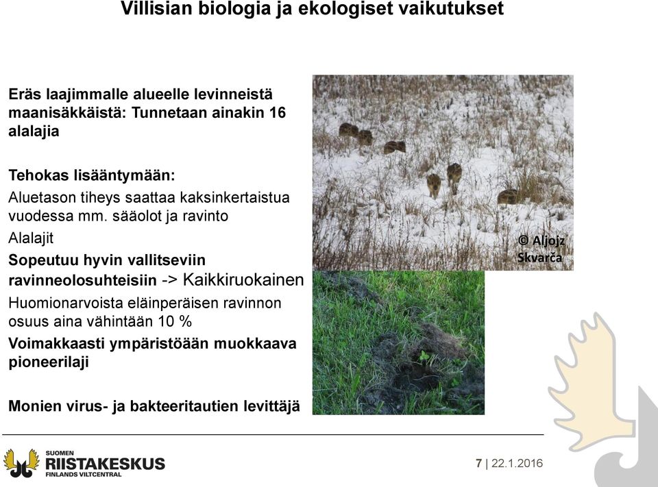 sääolot ja ravinto Alalajit Sopeutuu hyvin vallitseviin ravinneolosuhteisiin -> Kaikkiruokainen Huomionarvoista