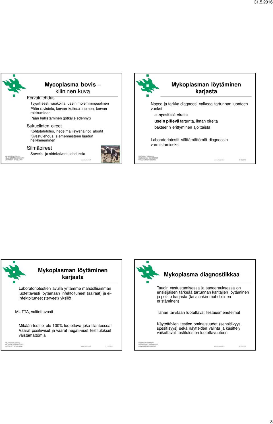 tartunnan luonteen vuoksi ei-spesifisiä oireita Mykoplasman löytäminen karjasta usein piilevä tartunta, ilman oireita bakteerin erittyminen ajoittaista Laboratoriotestit välttämättömiä diagnoosin