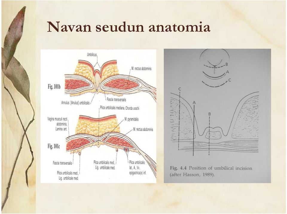 anatomia