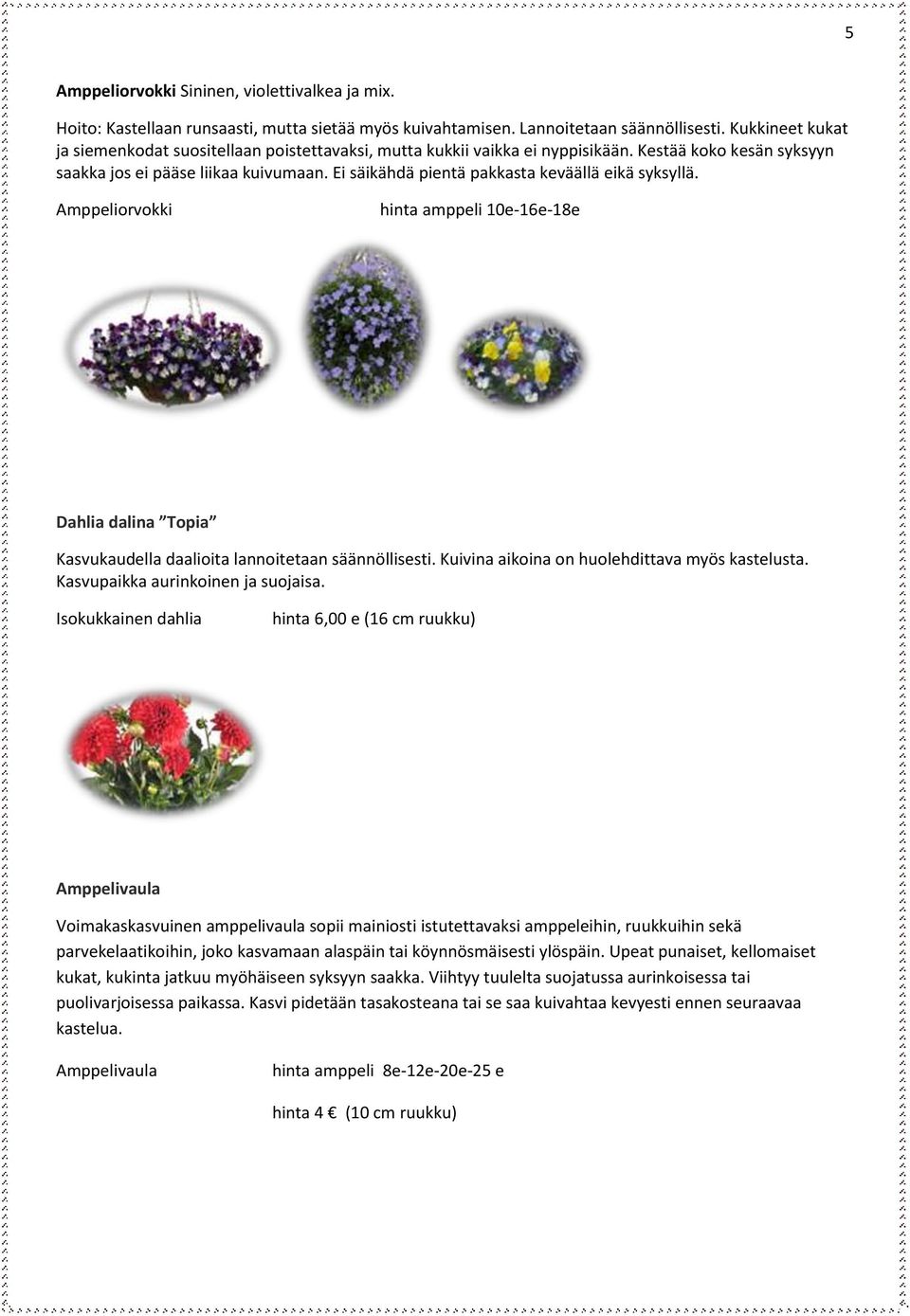 Ei säikähdä pientä pakkasta keväällä eikä syksyllä. Amppeliorvokki hinta amppeli 10e-16e-18e Dahlia dalina Topia Kasvukaudella daalioita lannoitetaan säännöllisesti.