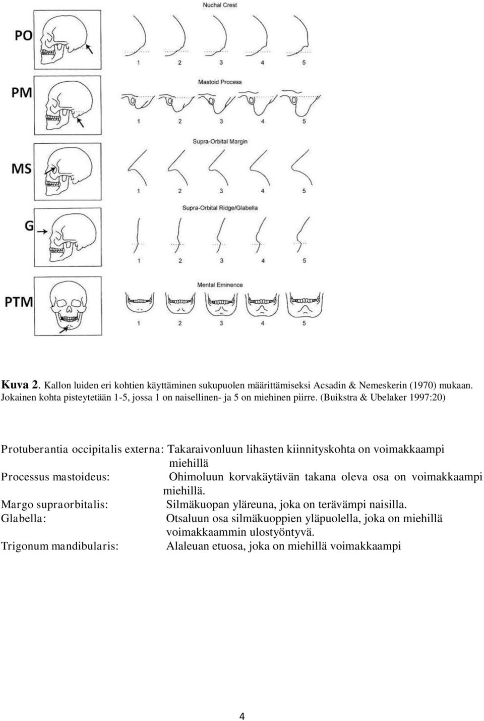 (Buikstra & Ubelaker 1997:20) Protuberantia occipitalis externa: Takaraivonluun lihasten kiinnityskohta on voimakkaampi miehillä Processus mastoideus: Ohimoluun