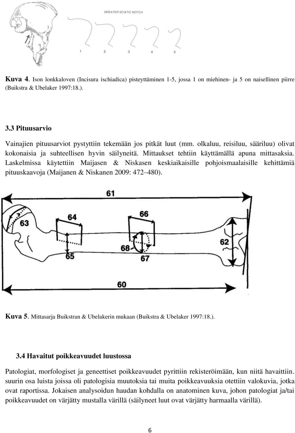 Mittaukset tehtiin käyttämällä apuna mittasaksia. Laskelmissa käytettiin Maijasen & Niskasen keskiaikaisille pohjoismaalaisille kehittämiä pituuskaavoja (Maijanen & Niskanen 2009: 472 480). Kuva 5.