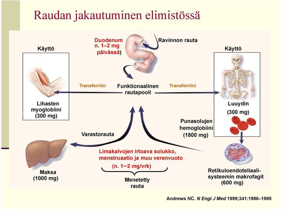 myoglobiini (300 mg) Varastorauta Punasolujen hemoglobiini (1800 mg) Luuydin (300 mg) Maksa (1000 mg)