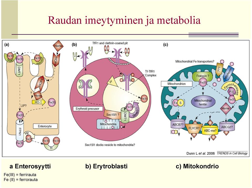 2006 a Enterosyytti b)