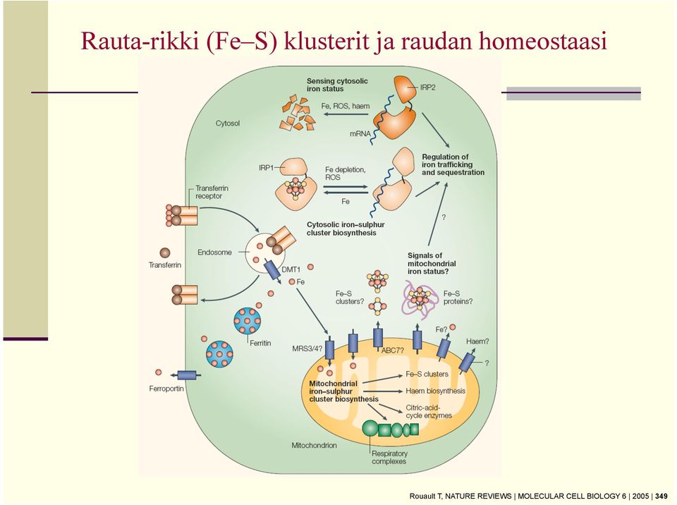 homeostaasi Rouault T,