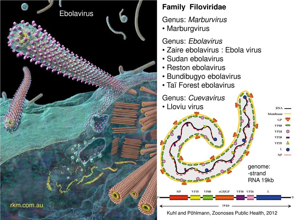 ebolavirus Bundibugyo ebolavirus Taï Forest ebolavirus Genus: Cuevavirus Lloviu