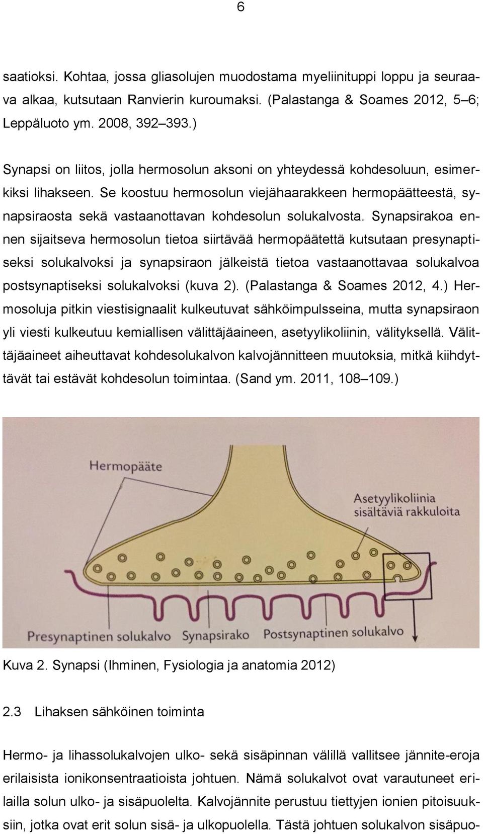 Se koostuu hermosolun viejähaarakkeen hermopäätteestä, synapsiraosta sekä vastaanottavan kohdesolun solukalvosta.