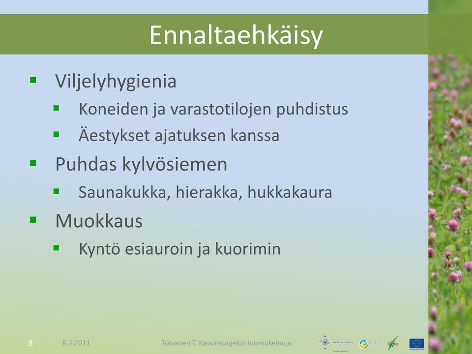 kanssa Puhdas kylvösiemen Saunakukka, hierakka,