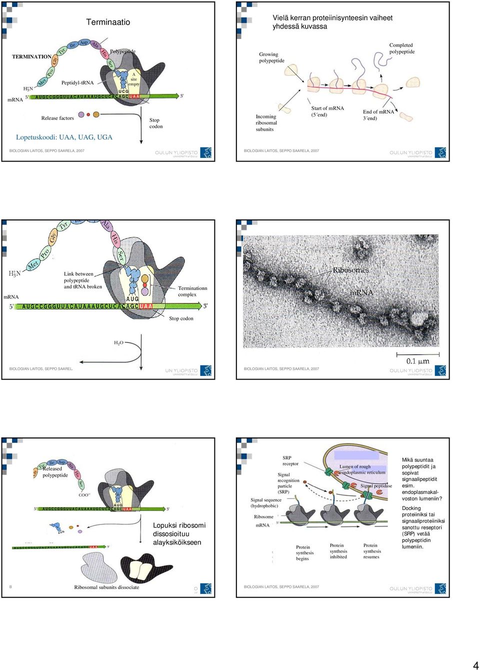 Signal recognition particle (SRP) Signal sequence (hydrophobic) Ribosome mrna Protein synthesis begins Lumen of rough eendoplasmic reticulum Protein synthesis inhibited Signal peptidase Protein