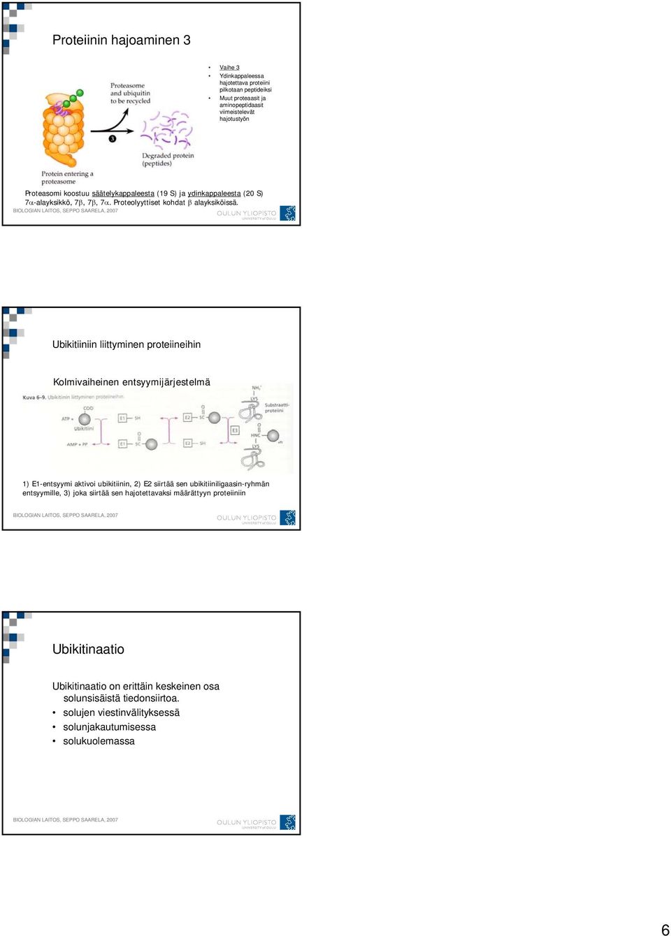 Ubikitiiniin liittyminen proteiineihin Kolmivaiheinen entsyymijärjestelmä 1) E1-entsyymi aktivoi ubikitiinin, 2) E2 siirtää sen ubikitiiniligaasin-ryhmän entsyymille,
