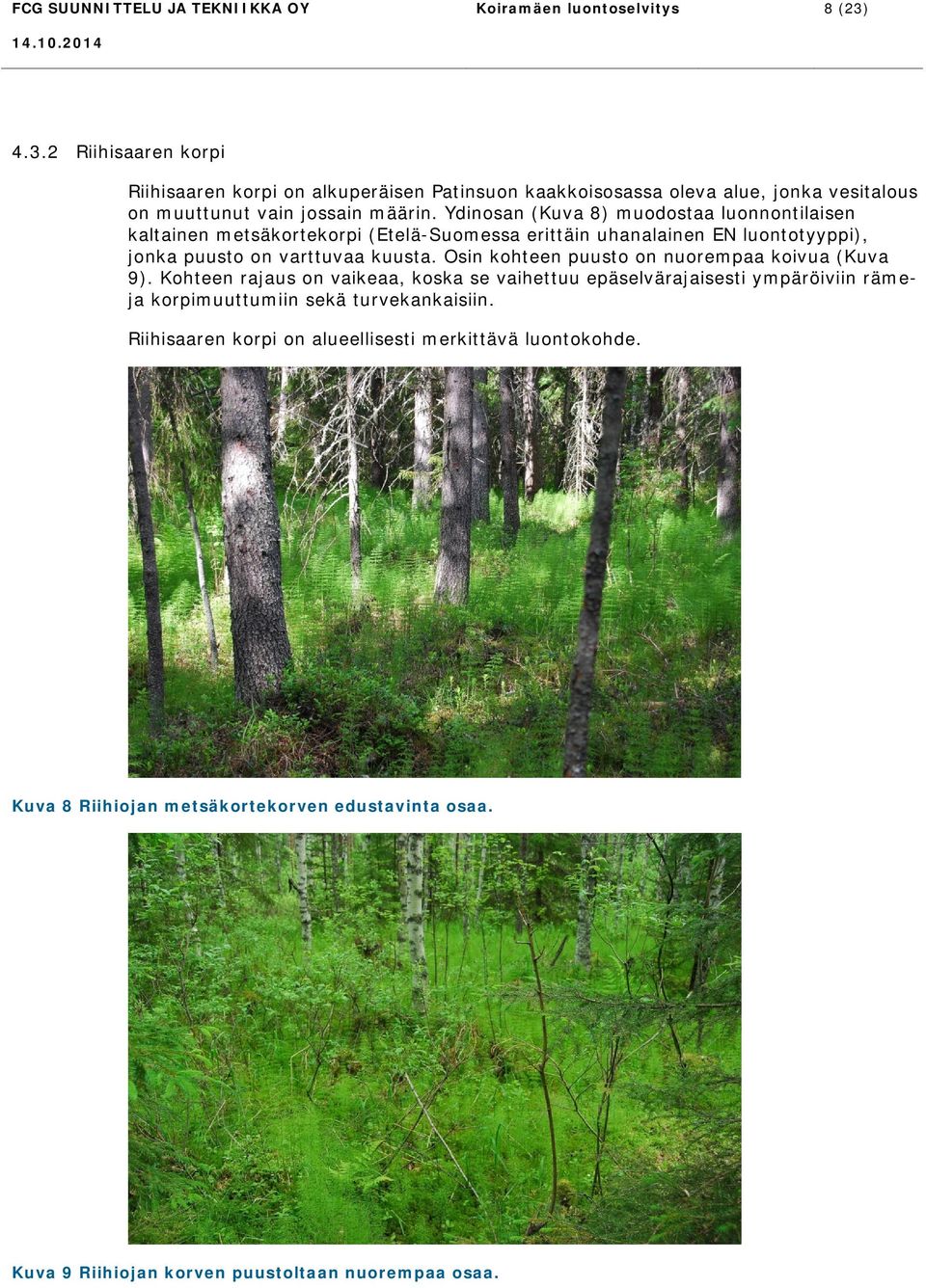 Ydinosan (Kuva 8) muodostaa luonnontilaisen kaltainen metsäkortekorpi (Etelä-Suomessa erittäin uhanalainen EN luontotyyppi), jonka puusto on varttuvaa kuusta.