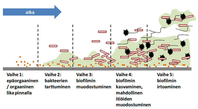 PINTOJEN BIOFILMIT Biofilmiksi sanotaan pintaan kiinnittyneitä mikrobi- ja likakerrostumia Eloperäinen aines sekä pinnan epätasaisuus ja huokoisuus edistävät biofilmien muodostumista.