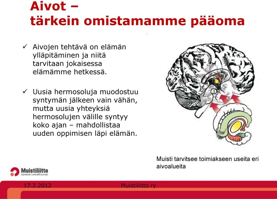 Uusia hermosoluja muodostuu syntymän jälkeen vain vähän, mutta uusia yhteyksiä