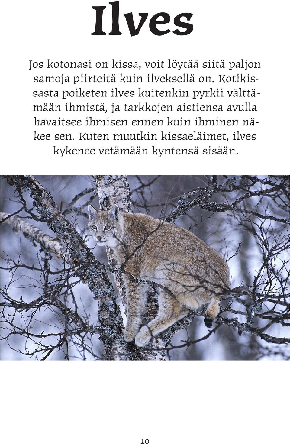 Kotikissasta poiketen ilves kuitenkin pyrkii välttämään ihmistä, ja