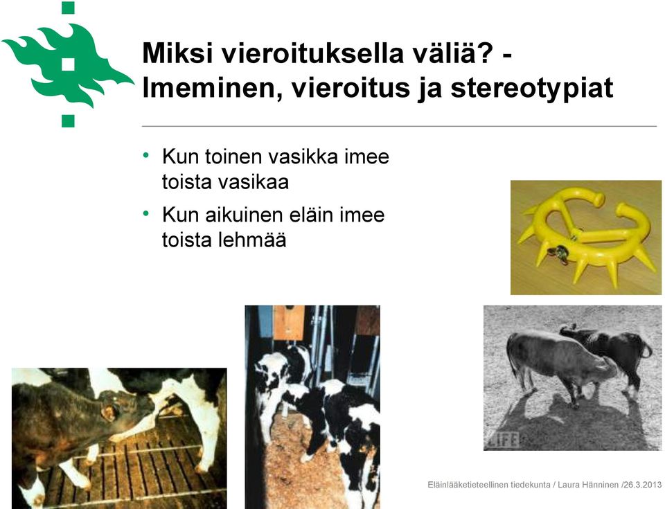 stereotypiat Kun toinen vasikka