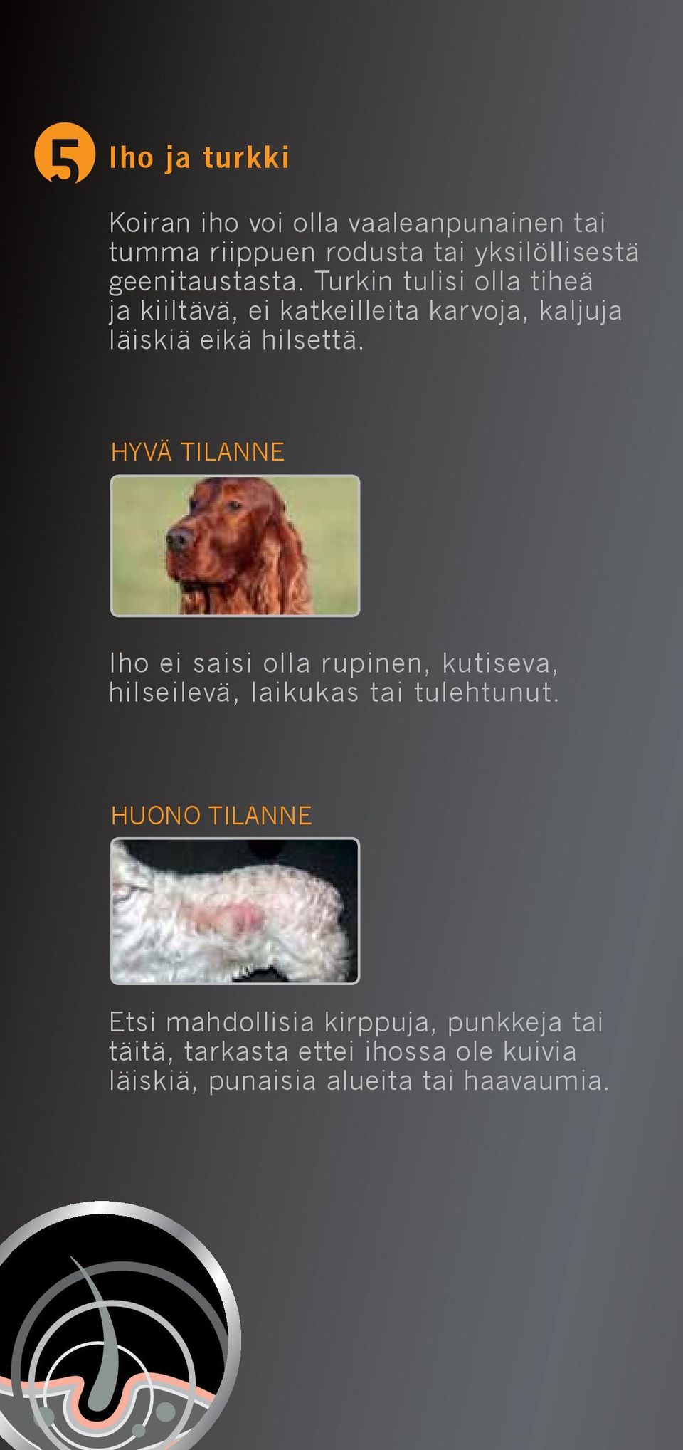 Turkin tulisi olla tiheä ja kiiltävä, ei katkeilleita karvoja, kaljuja läiskiä eikä hilsettä.