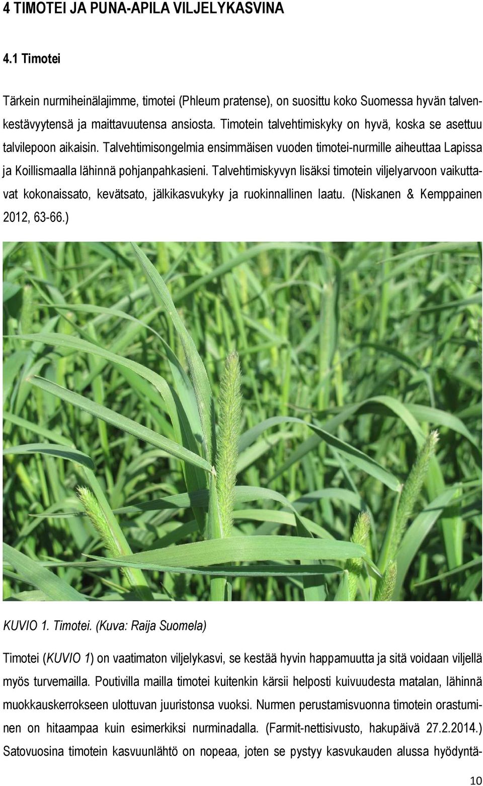 Talvehtimiskyvyn lisäksi timotein viljelyarvoon vaikuttavat kokonaissato, kevätsato, jälkikasvukyky ja ruokinnallinen laatu. (Niskanen & Kemppainen 2012, 63-66.) KUVIO 1. Timotei.