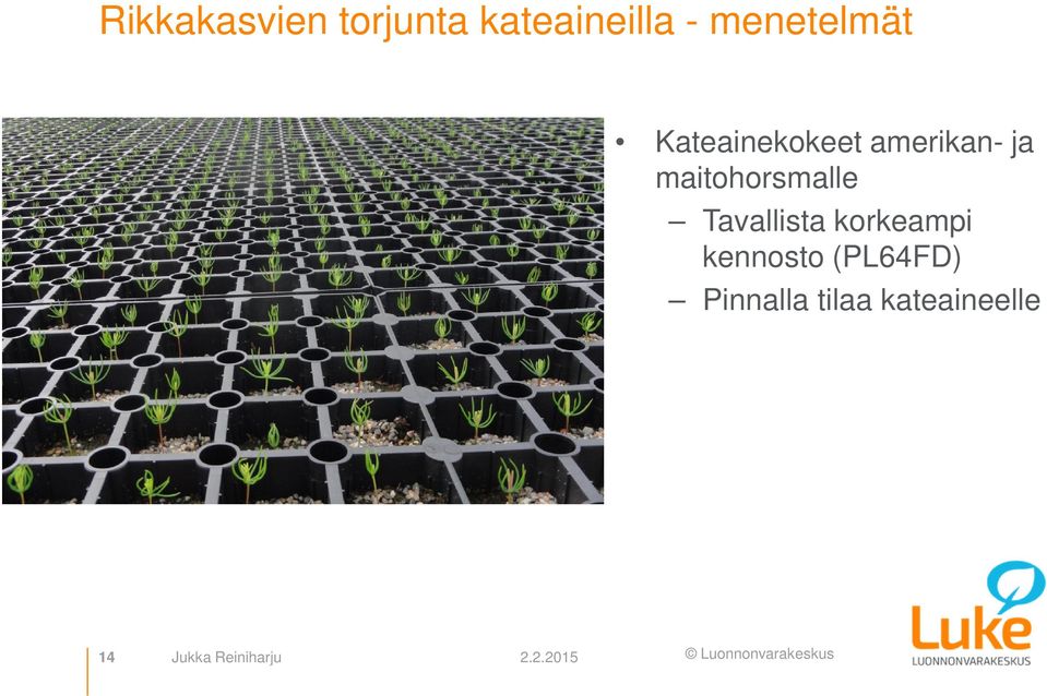 maitohorsmalle Tavallista korkeampi kennosto