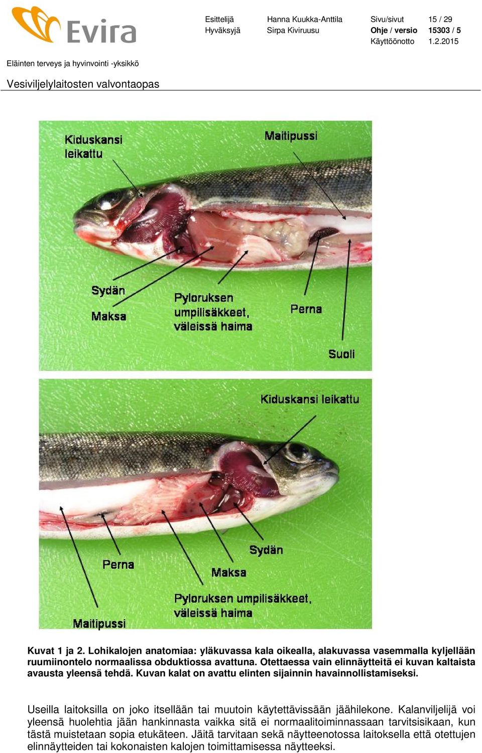 Otettaessa vain elinnäytteitä ei kuvan kaltaista avausta yleensä tehdä. Kuvan kalat on avattu elinten sijainnin havainnollistamiseksi.