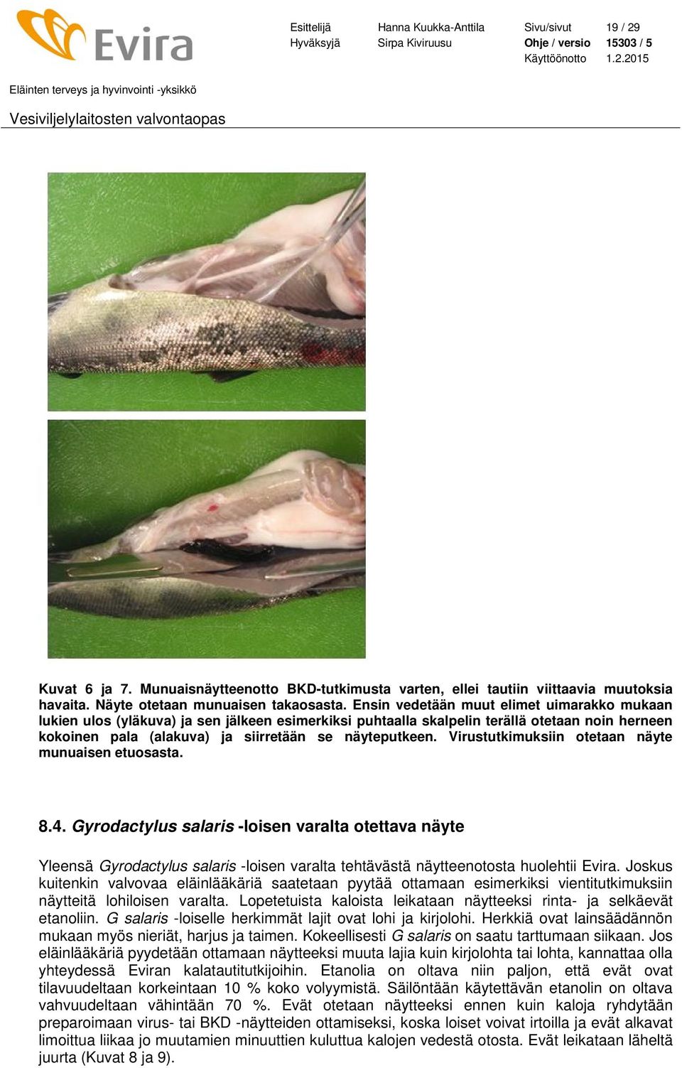 Virustutkimuksiin otetaan näyte munuaisen etuosasta. 8.4. Gyrodactylus salaris -loisen varalta otettava näyte Yleensä Gyrodactylus salaris -loisen varalta tehtävästä näytteenotosta huolehtii Evira.