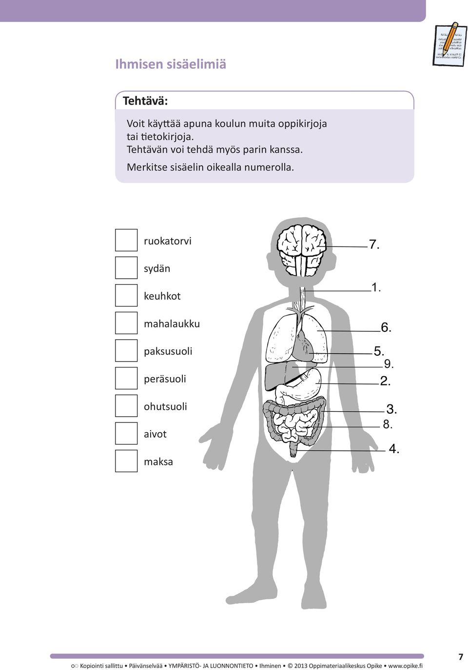 ruokatorvi sydän keuhkot 1. mahalaukku paksusuoli peräsuoli ohutsuoli aivot 9. 8.