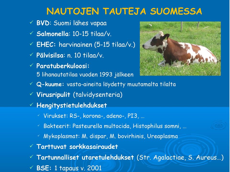 Hengitystietulehdukset Virukset: RS-, korona-, adeno-, PI3, Bakteerit: Pasteurella multocida, Histophilus somni, Mykoplasmat: M.